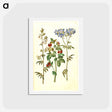 アートポストカード-Polemonium caeruleum and Lotus tetragonolobus
 - マリア ジビーラ メーリアン Postcard.