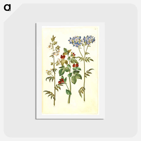 アートポストカード-Polemonium caeruleum and Lotus tetragonolobus
 - マリア ジビーラ メーリアン Postcard.