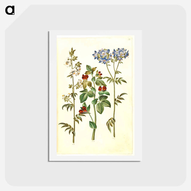 アートポストカード-Polemonium caeruleum and Lotus tetragonolobus
 - マリア ジビーラ メーリアン Postcard.