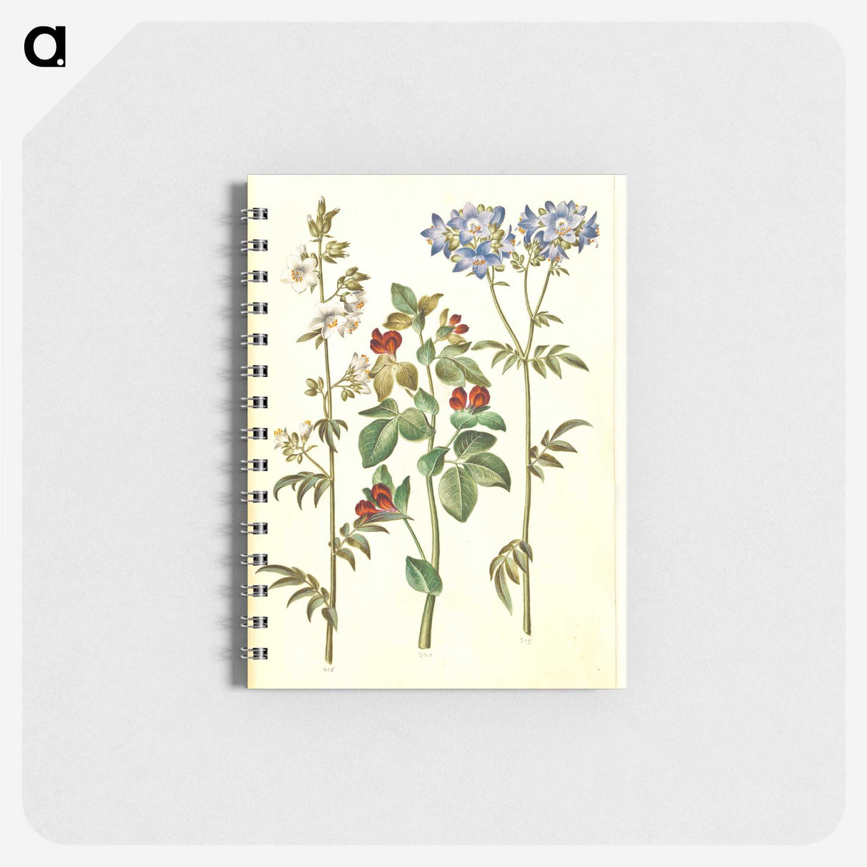 1-37_Maria-Sibylla-Merian_memo