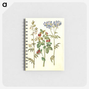 1-37_Maria-Sibylla-Merian_memo