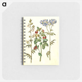 アートメモ帳-Polemonium caeruleum and Lotus tetragonolobus
 - マリア ジビーラ メーリアン Memo.