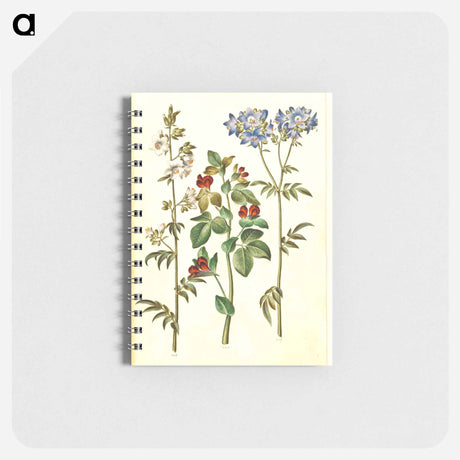 アートメモ帳-Polemonium caeruleum and Lotus tetragonolobus
 - マリア ジビーラ メーリアン Memo.
