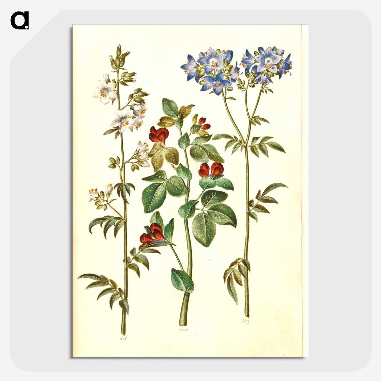 1-37_Maria-Sibylla-Merian_picture-crop