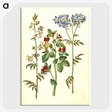 1-37_Maria-Sibylla-Merian_picture-crop
