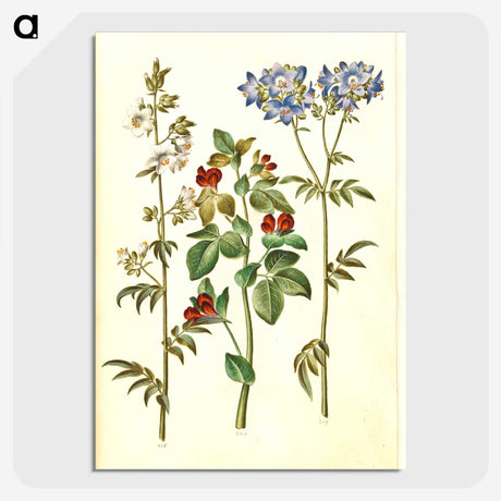 1-37_Maria-Sibylla-Merian_picture-crop