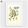 1-37_Maria-Sibylla-Merian_picture