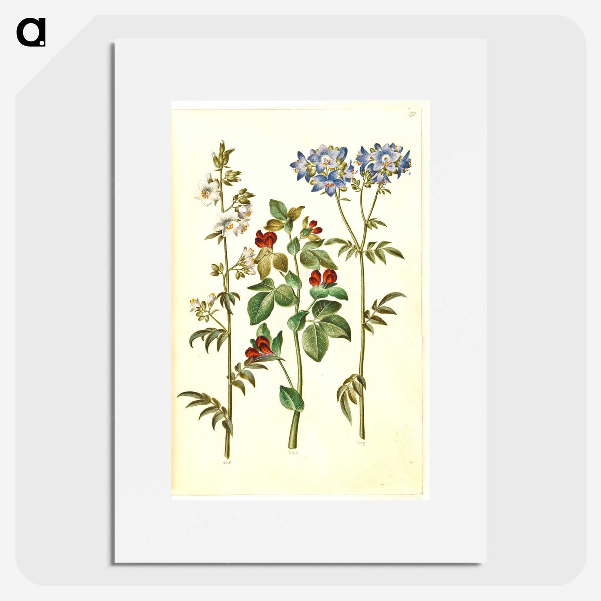 1-37_Maria-Sibylla-Merian_picture