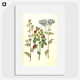 1-37_Maria-Sibylla-Merian_picture