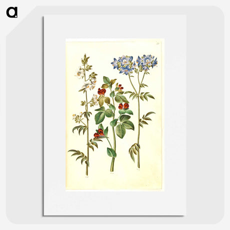 1-37_Maria-Sibylla-Merian_picture
