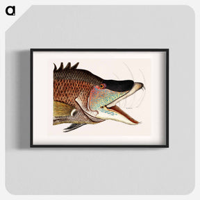 アートポスター-Great Hog-Fish
 - マーク ケイツビー Poster.