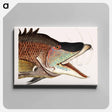 アートパネル-Great Hog-Fish
 - マーク ケイツビー Canvas.