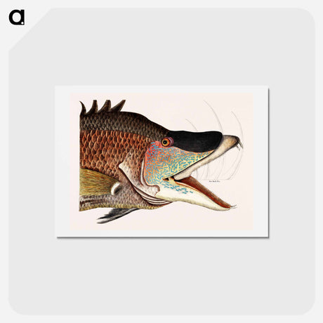 アートポストカード-Great Hog-Fish
 - マーク ケイツビー Postcard.