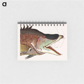 アートメモ帳-Great Hog-Fish
 - マーク ケイツビー Memo.