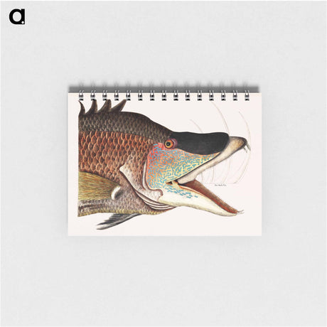 アートメモ帳-Great Hog-Fish
 - マーク ケイツビー Memo.