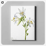 1-37_Mary-Vaux-Walcott_canvas