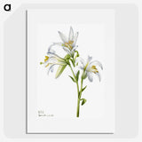 1-37_Mary-Vaux-Walcott_picture