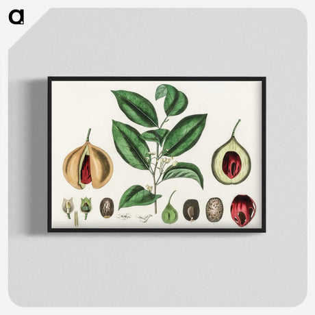 1-37_Medical-Botany_blk-crop