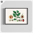 アートポスター-Nutmeg (Myristica moschata) Illustration
 - 薬用植物学 Poster.