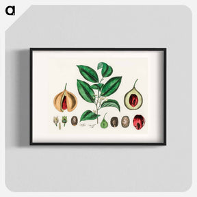 アートポスター-Nutmeg (Myristica moschata) Illustration
 - 薬用植物学 Poster.