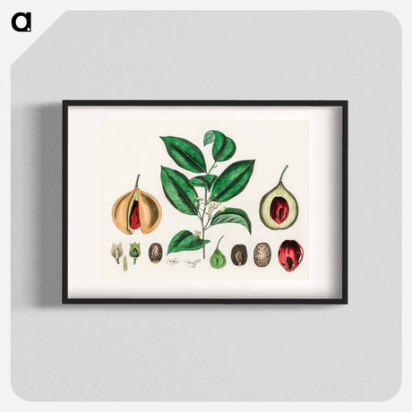 アートポスター-Nutmeg (Myristica moschata) Illustration
 - 薬用植物学 Poster.