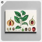アートパネル-Nutmeg (Myristica moschata) Illustration
 - 薬用植物学 Canvas.