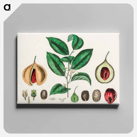 アートパネル-Nutmeg (Myristica moschata) Illustration
 - 薬用植物学 Canvas.