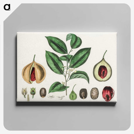 1-37_Medical-Botany_canvas