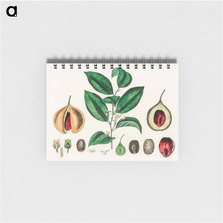 アートメモ帳-Nutmeg (Myristica moschata) Illustration
 - 薬用植物学 Memo.