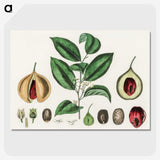 1-37_Medical-Botany_picture-crop