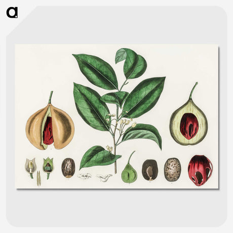 1-37_Medical-Botany_picture-crop