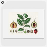 1-37_Medical-Botany_picture