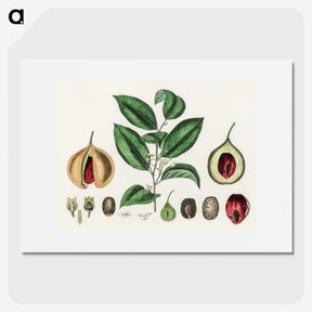 1-37_Medical-Botany_picture