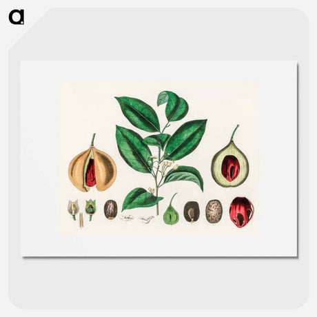 アートポスター-Nutmeg (Myristica moschata) Illustration
 - 薬用植物学 Poster.