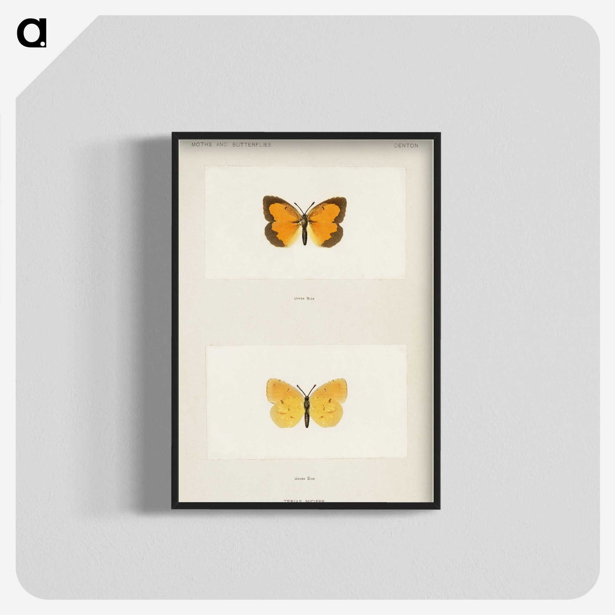 1-37_Moths-and-Butterflies-of-the-United-States_blk-crop