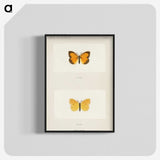 1-37_Moths-and-Butterflies-of-the-United-States_blk-crop