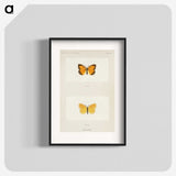 1-37_Moths-and-Butterflies-of-the-United-States_blk