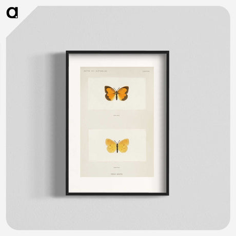 1-37_Moths-and-Butterflies-of-the-United-States_blk