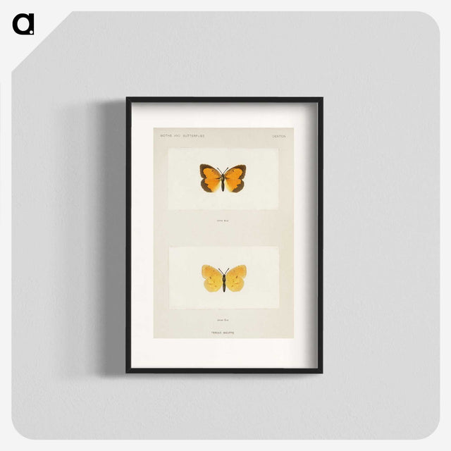 1-37_Moths-and-Butterflies-of-the-United-States_blk