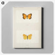 1-37_Moths-and-Butterflies-of-the-United-States_canvas