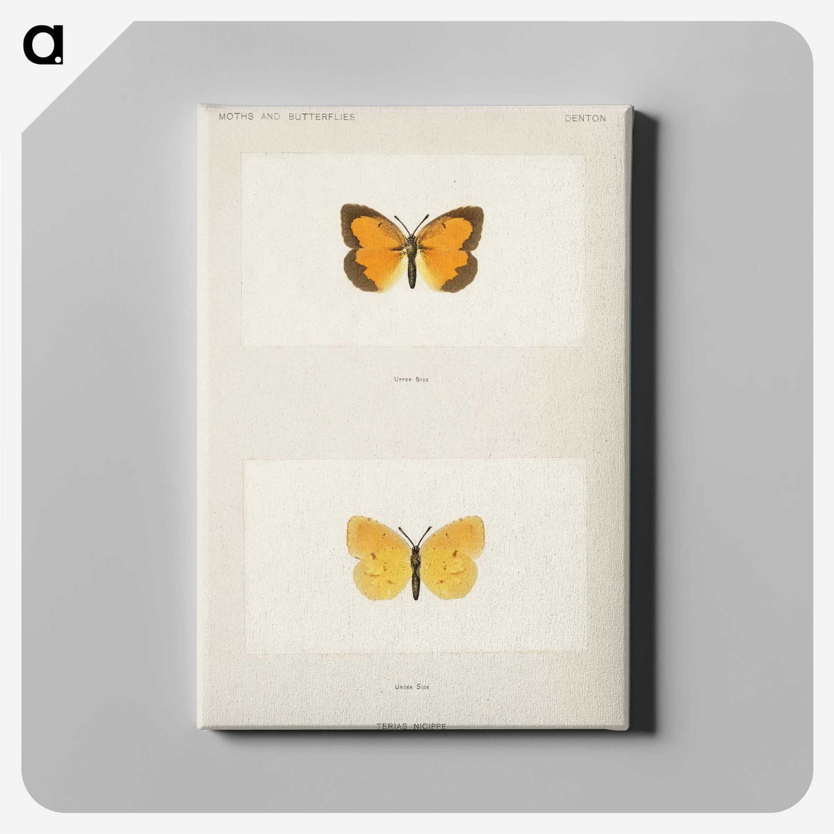 1-37_Moths-and-Butterflies-of-the-United-States_canvas