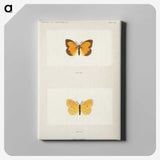 1-37_Moths-and-Butterflies-of-the-United-States_canvas