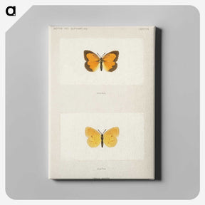 1-37_Moths-and-Butterflies-of-the-United-States_canvas
