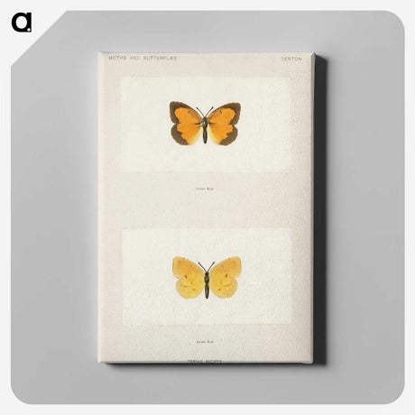 1-37_Moths-and-Butterflies-of-the-United-States_canvas