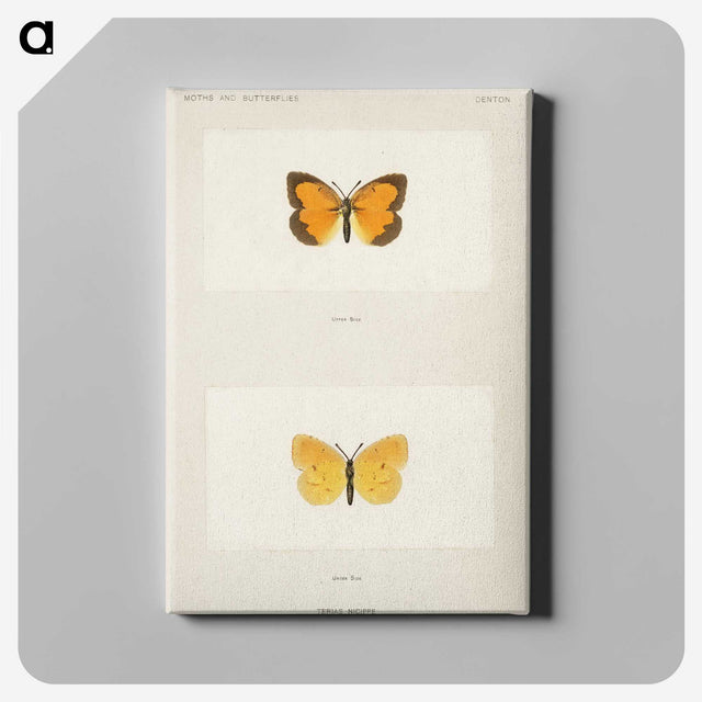 1-37_Moths-and-Butterflies-of-the-United-States_canvas