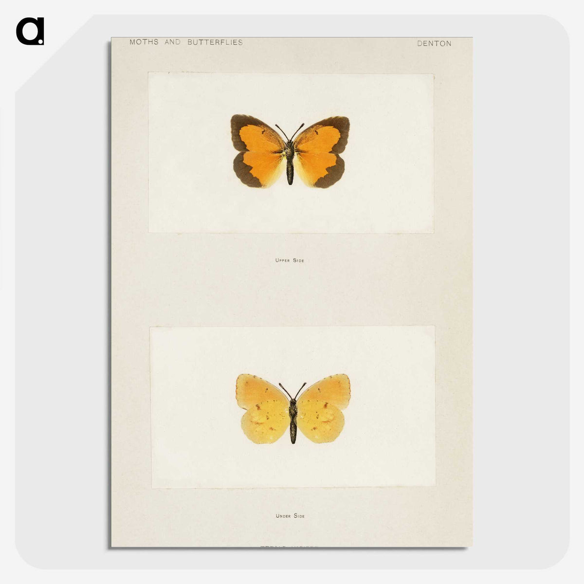 1-37_Moths-and-Butterflies-of-the-United-States_picture-crop