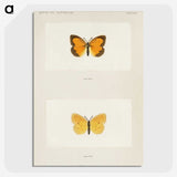 1-37_Moths-and-Butterflies-of-the-United-States_picture-crop