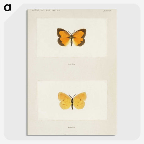 1-37_Moths-and-Butterflies-of-the-United-States_picture-crop