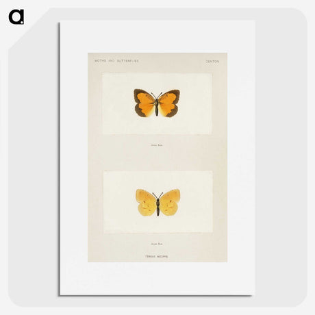 1-37_Moths-and-Butterflies-of-the-United-States_picture
