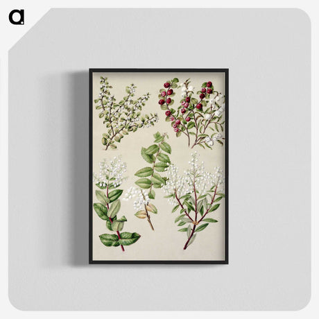 1-37_Native-Flowering-Plants-of-New-Zealand_blk-crop